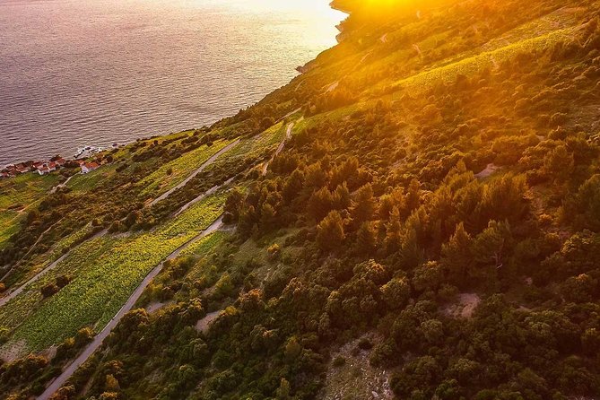 Luxury private transfer Split - Dubrovnik with lunch in Ston - The coast, olive groves, and optional photo stops