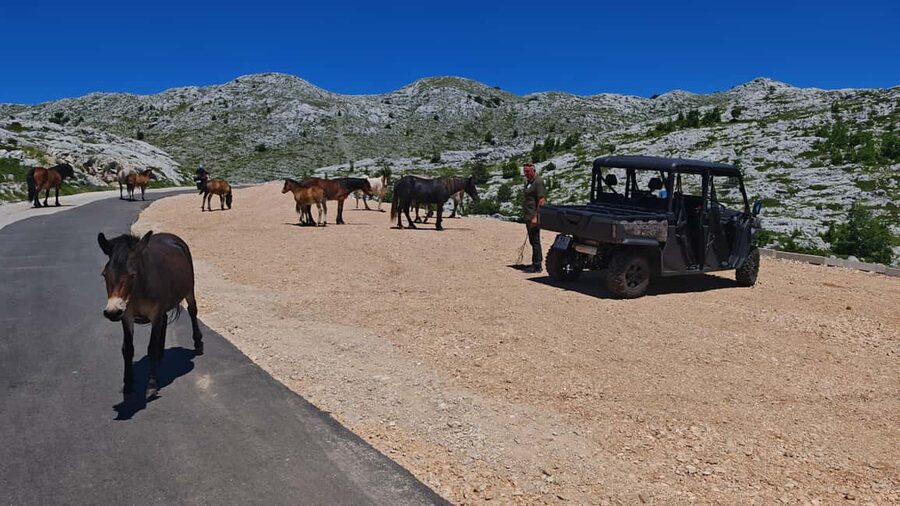 Makarska: Buggy Skywalk and Biokovo Tour - A Dalmatian picnic with homemade touches