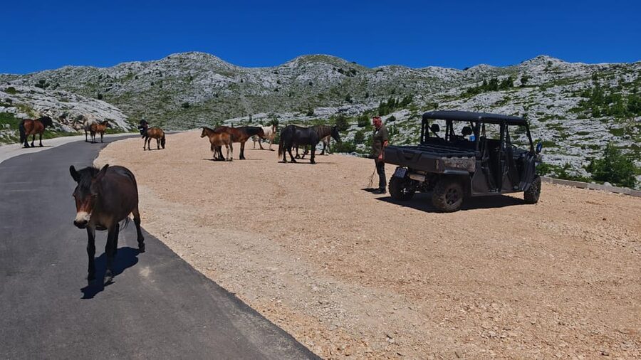 Makarska: Buggy Skywalk and Biokovo Tour - The value of $81 per person