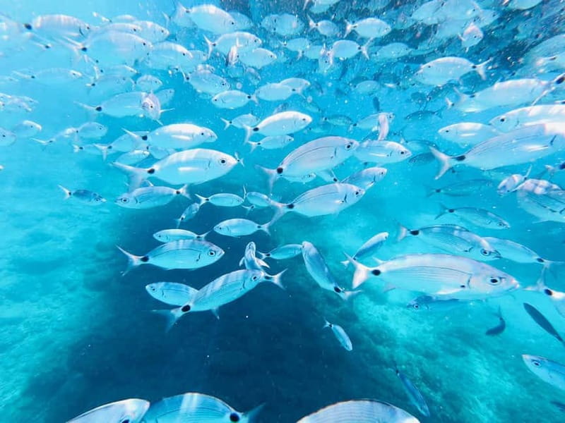 Medulin: Boat Cruise to Kamenjak/Ceja with Lunch and Drinks - Two hours of swimming on Ceja Island