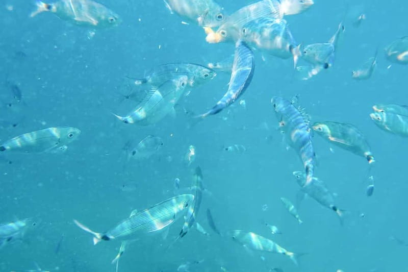 Medulin: Full-Day Boat Tour of the Archipelago w/ Lunch - Who will enjoy this Medulin boat tour most