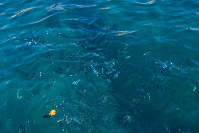 Medulin: Glass Boat Tour Experience to Kamenjak - Practical details before you book