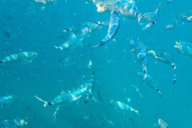 Medulin: Private Glass Bottom Boat Tour to Levan Island - Three Hours on Levan Island