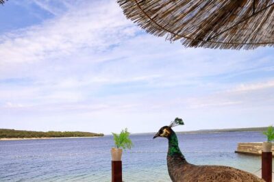NP Brijuni Island Swimming & Dolphin Watching Sunset Cruise