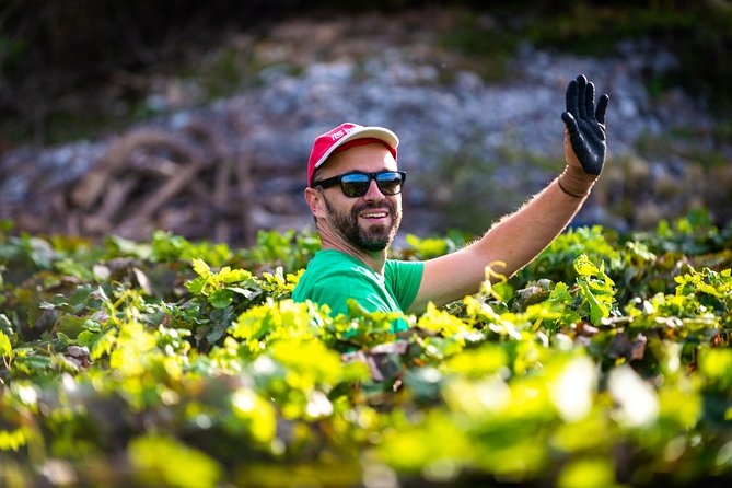 Olive farm & village - Learning from Ivica Vlašić