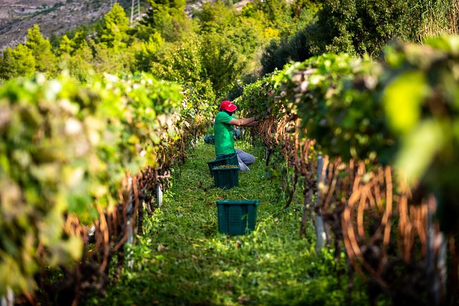 Olive farm & village - Wine, liqueurs, and a peaceful Adriatic view