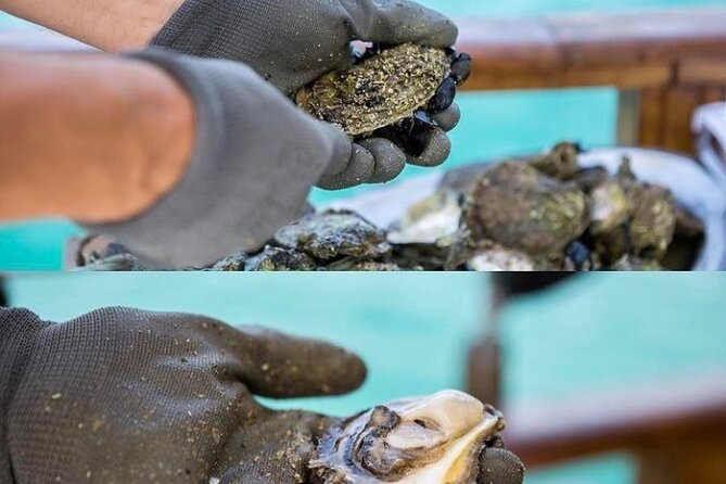 Oyster farm experience / Private day trip from Dubrovnik - Transport, timing, and the private format