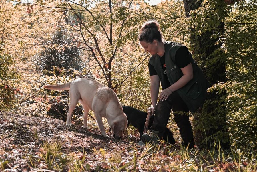 Paladini: Truffle Hunting Tour with 3-Course Tasting Menu - Key points to know before you go