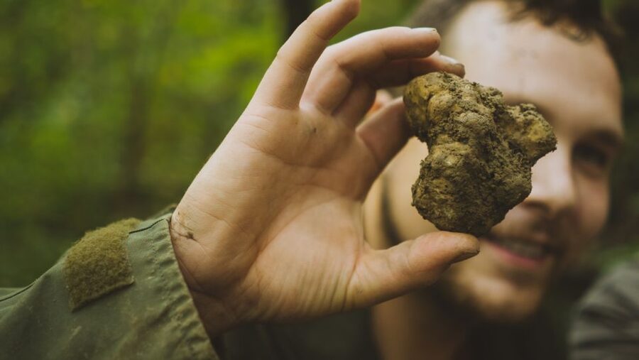 Paladini: Truffle Hunting Tour with 3-Course Tasting Menu - Walking through Croatia’s first black-truffle plantation
