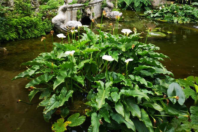 Panorama Dubrovnik & Arboretum Trsteno PRIVATE TOUR - Ombla River: a short stop with an unusual story