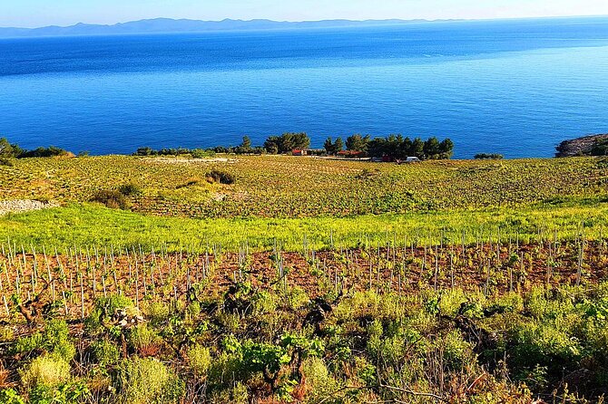 Peljesac and Ston Private Wine Tour with Tastings from Dubrovnik - Wine, Cheese, Olive Oil, and the Lunch Question