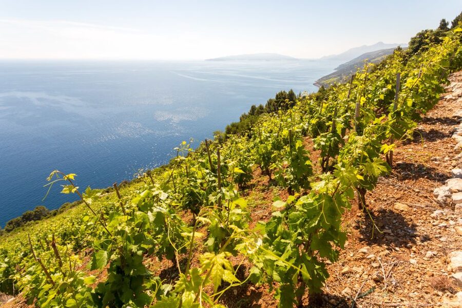 Pelješac Full-Day Wine and Food Tour from Dubrovnik - Why Pelješac is worth a full day from Dubrovnik