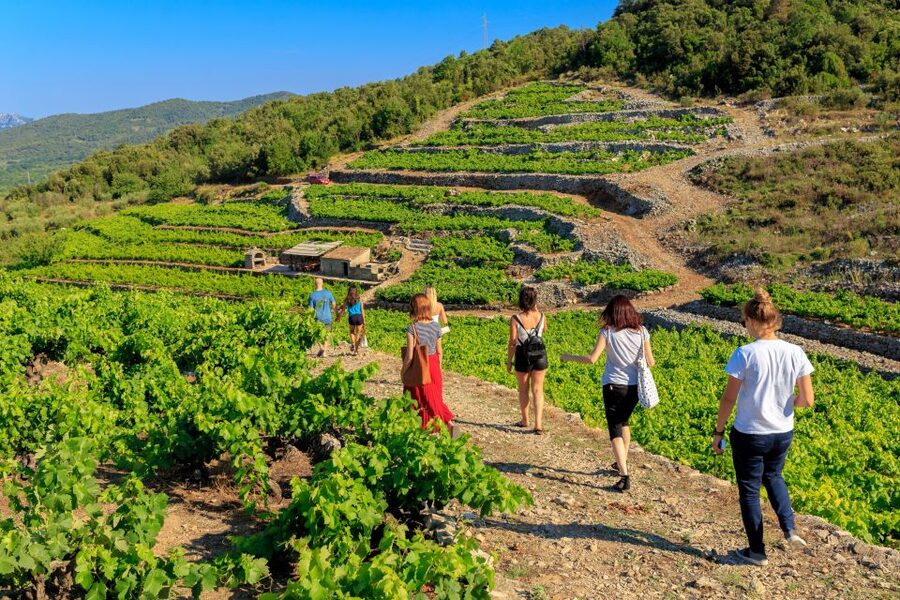 Pelješac Full-Day Wine and Food Tour from Dubrovnik - Walking the steep vineyards above the sea