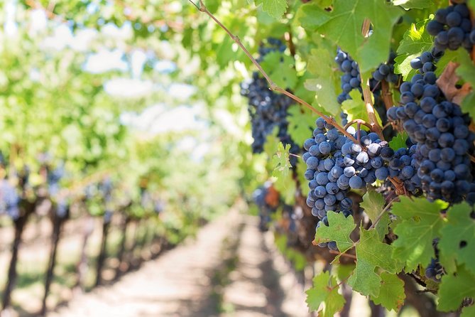Peljesac Peninsula Wine Tasting Luxury Tour from Dubrovnik - The Oyster Stop on the Peljesac Coast