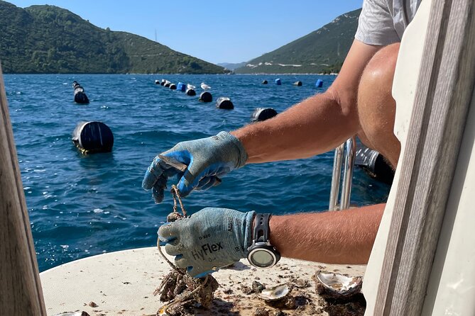 Pelješac - Wine, Oysters and Food Experience from Dubrovnik - What the $420.55 price really includes