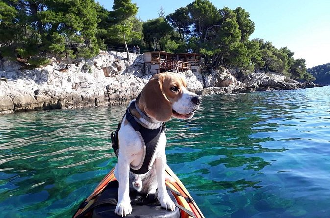 'Pomalo' Guided Sea Kayaking Tour in Cavtat - Dry bags, phone storage, and simple comfort