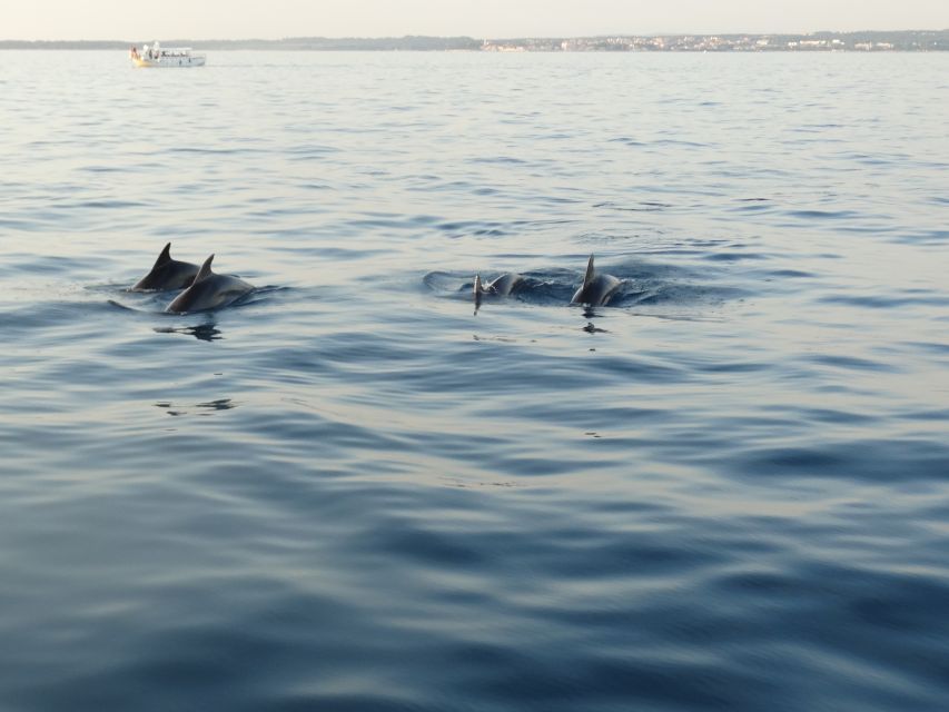 Poreč: Dolphin Spotting Cruise with Included Drinks - Setting out from Poreč port on the Fjera