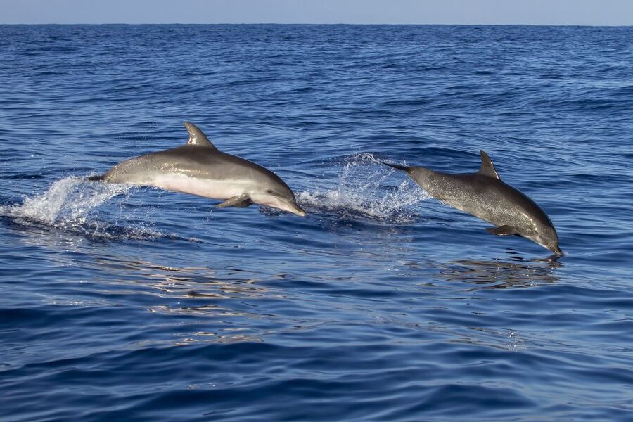 Poreč: Dolphin Spotting Cruise with Included Drinks - Searching for dolphins in open water