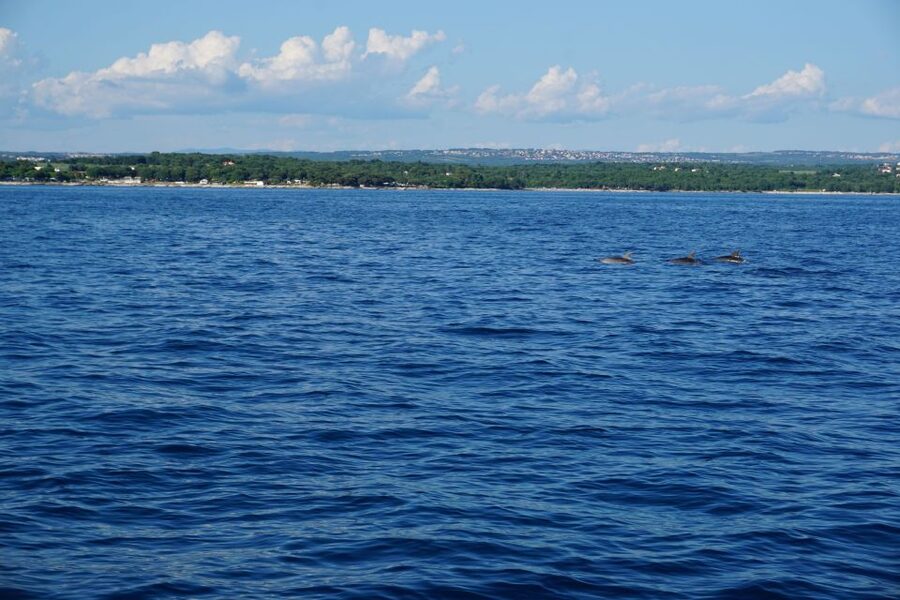 Poreč: Dolphin Spotting Cruise with Included Drinks - What the cruise is like onboard