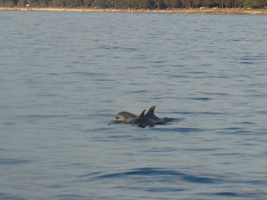 Poreč: Dolphin Spotting Cruise with Included Drinks - Returning to Poreč after two hours