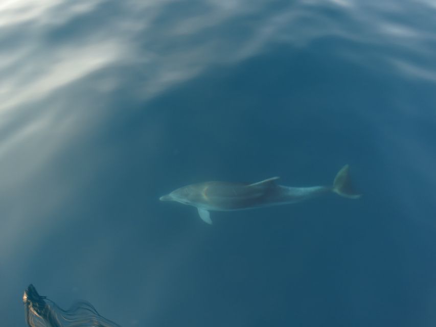 Poreč: Dolphin Spotting Cruise with Included Drinks - Practical tips for a better outing