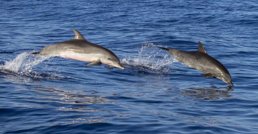 Poreč: Dolphin Spotting Cruise with Included Drinks - The first part of the cruise: Poreč from the water