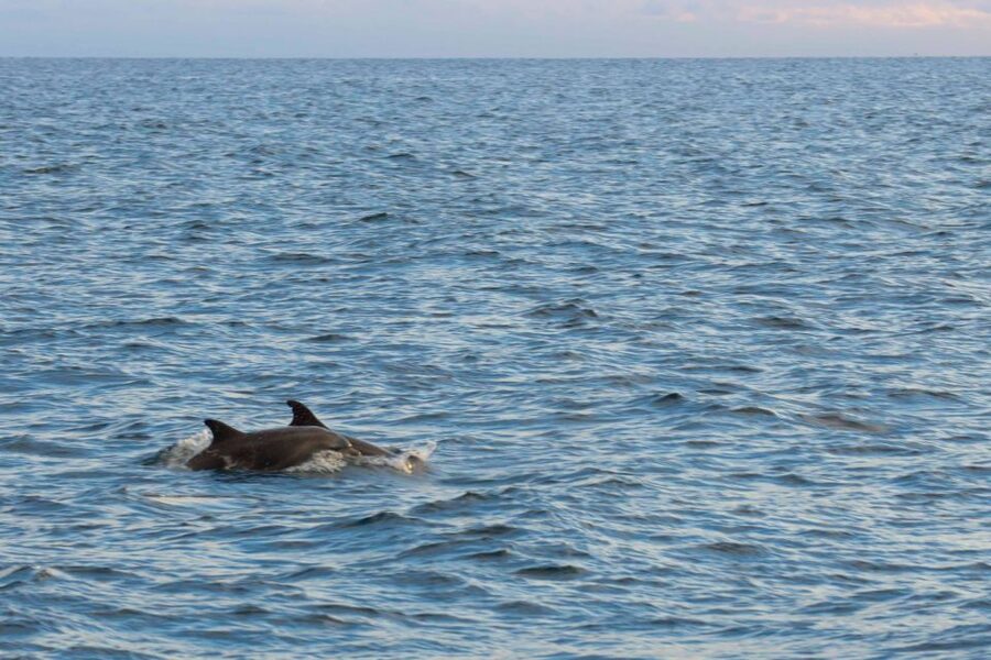 Poreč: Evening Boat Trip to Discover Dolphins - Key points to know before sailing