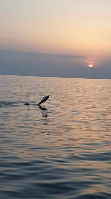Poreč: Sunset Dolphin Safari with Dinner and Drinks - Leaving Poreč from Ship Manon