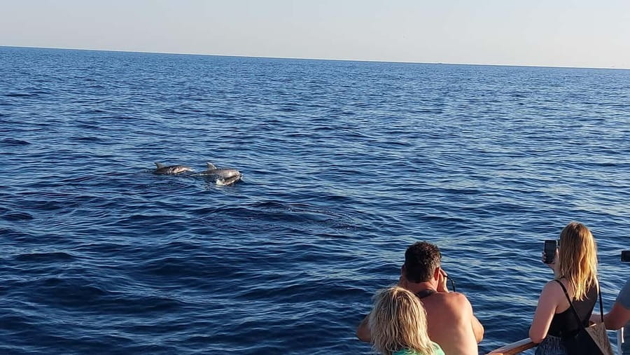 Poreč: Sunset Dolphin Safari with Dinner and Drinks - West Istria by boat at sunset
