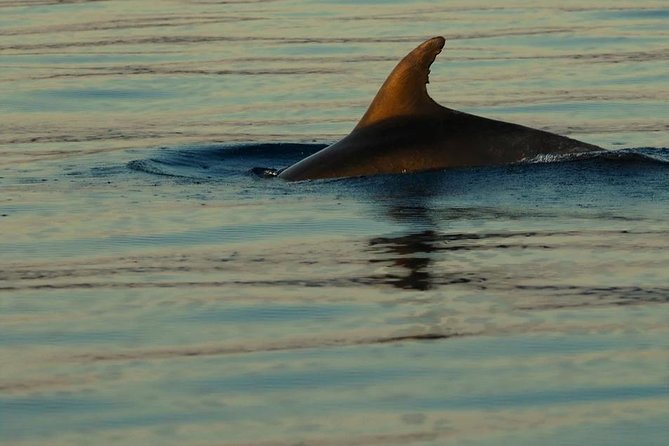 Private 7,5h Plavnik Island & Wild Bays Full-day Boat Trip - Swimming in the wild bays