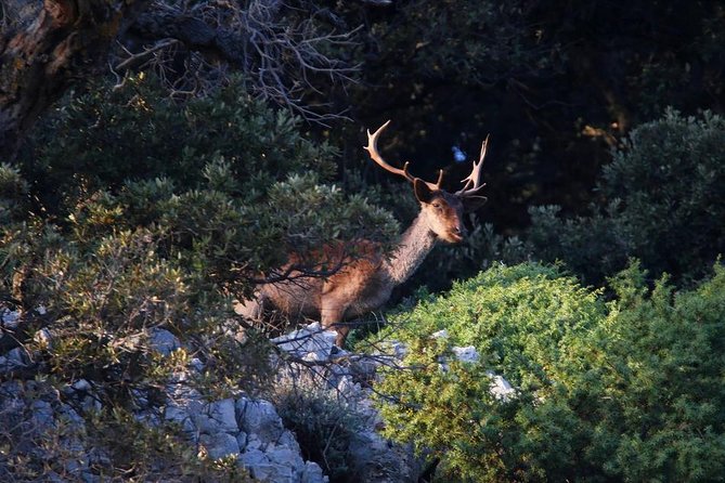 Private 7,5h Plavnik Island & Wild Bays Full-day Boat Trip - Who should choose this seven-and-a-half-hour outing?