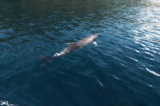 Private Boat Tours Dubrovnik Beach stops and Blue Cave tour - Captains and the feel of the service