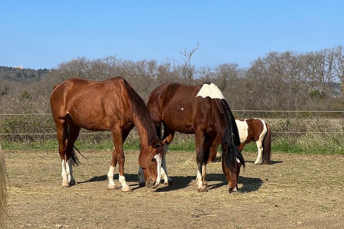 Private Horseback Riding and Family Time in Konavle Region - Why Konavle works for a family horse ride