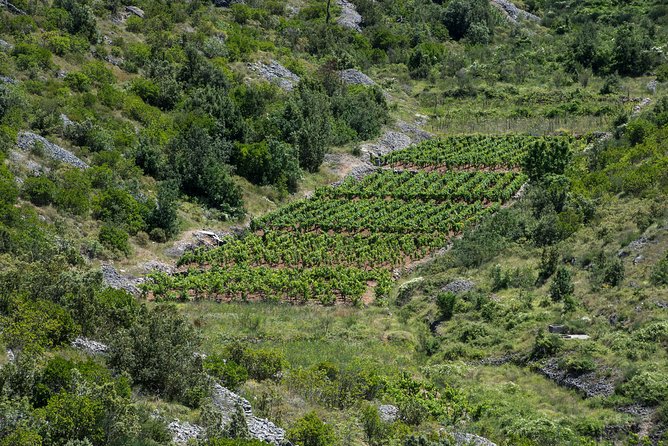 Private Hvar Wine Tasting Tour - Jelsa and the Duboković family cellar