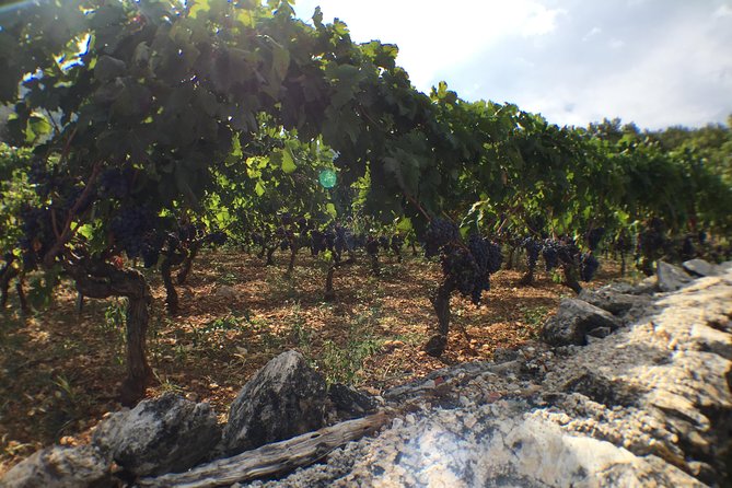 Private Hvar Wine Tasting Tour - Who will enjoy it most?