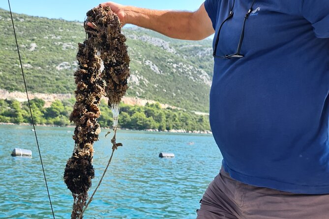Private Oyster and Wine Tasting Day Trip along Peljesac - Timing, fitness, and what to bring