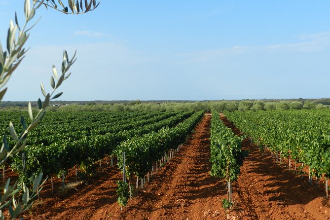 Private Sparkling Wine Tasting in Istria - What You Get for $26.21