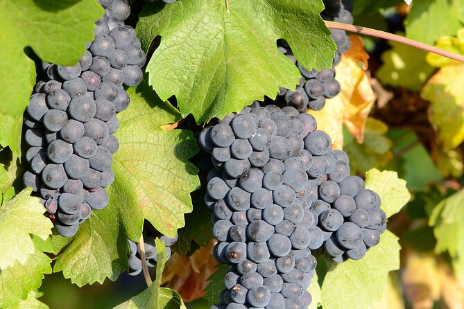 Private Sparkling Wine Tasting in Istria - Practical Planning for a Smooth Visit