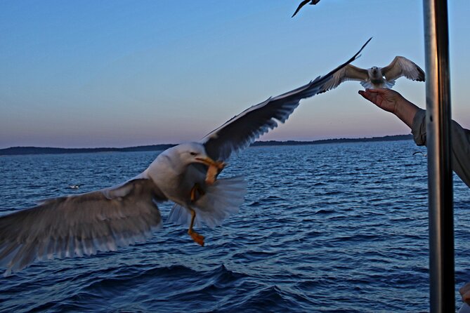Private Sunset Dolphin Excursion with Dinner and Animation - Dinner choices and drinks on board