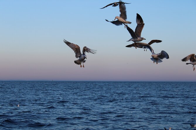 Private Sunset Dolphin Excursion with Dinner and Animation - A friendly crew makes the evening work