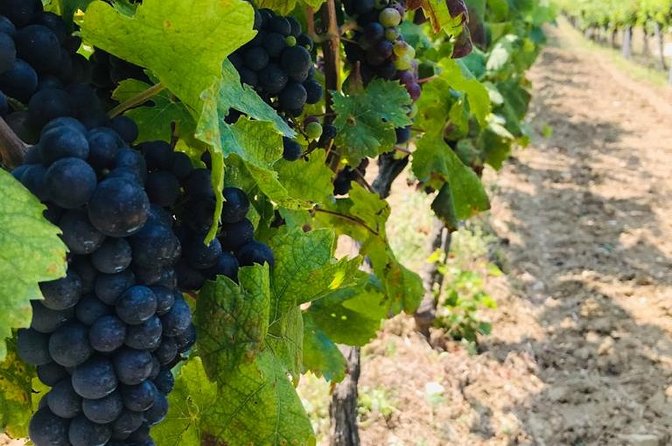PRIVATE Wine Tour to Konavle country side - Leaving Dubrovnik for the Konavle Valley