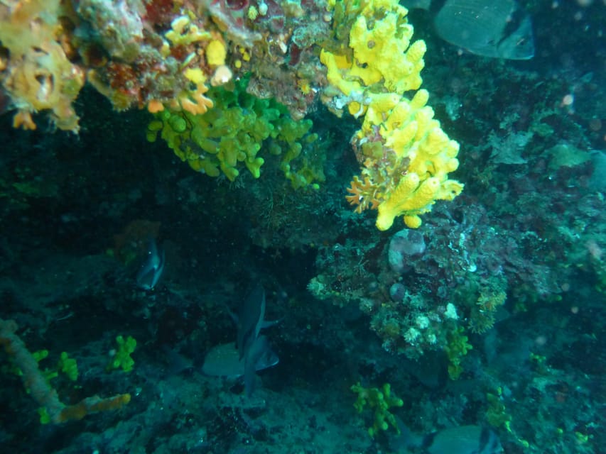Pula: 2.5-Hour Snorkelling Experience - Cliff jumping for an optional burst of fun