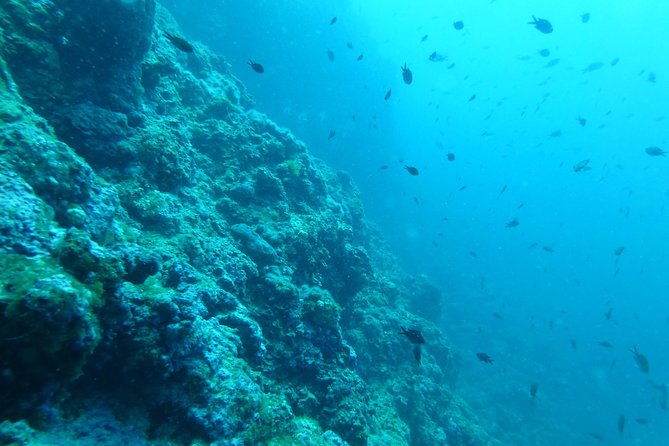 Pula Boat Trip with Snorkeling - Why the $47.73 price can work