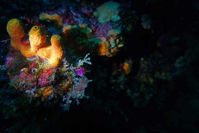 Pula Boat Trip with Snorkeling - Who will enjoy this Pula boat trip most