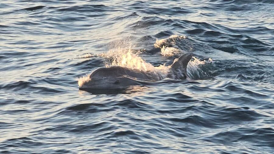 Pula: Brijuni National Park Dolphin Watching Tour w/Dinner - Sunset, city lights, and the ride back