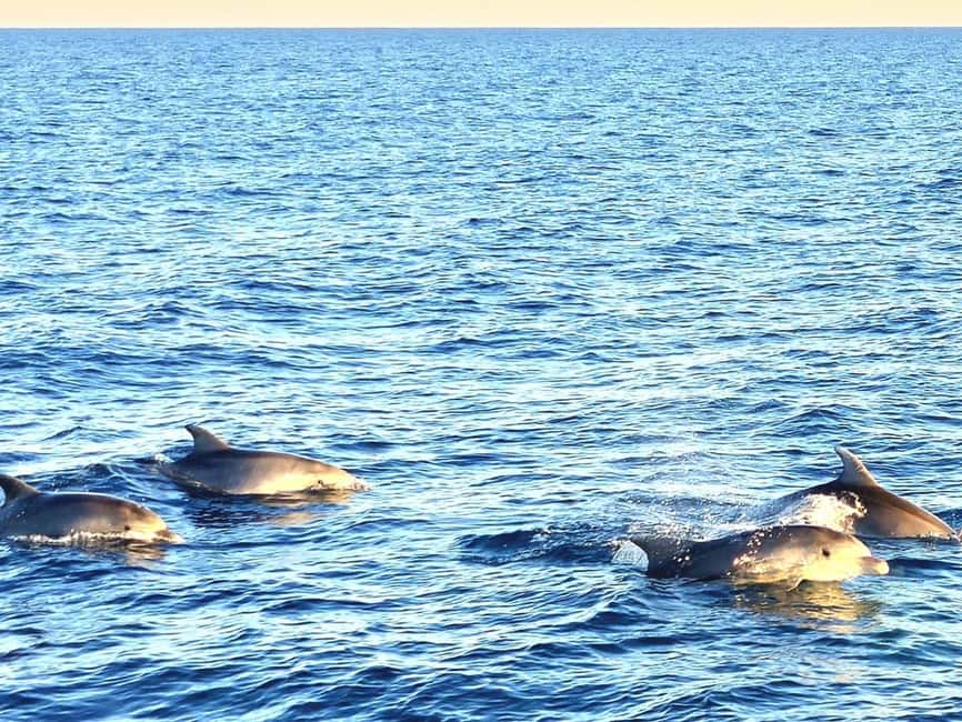 Pula: Brijuni National Park Dolphin Watching Tour w/Dinner - Is $62 a fair price?