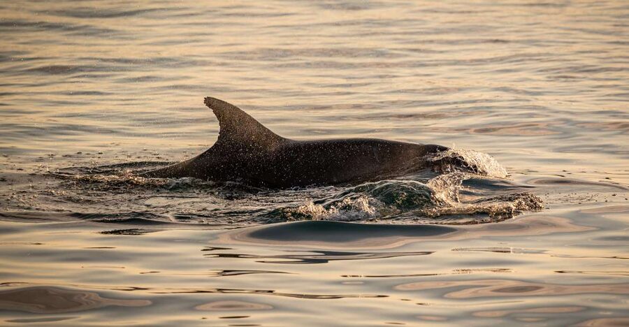 Pula: Brijuni National Park Sunset, Dolphins & Dinner Cruise - Is $64 good value for three hours?