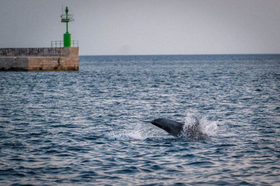 Pula: Brijuni National Park Sunset, Dolphins & Dinner Cruise - Starting beside Tito’s Park in Pula