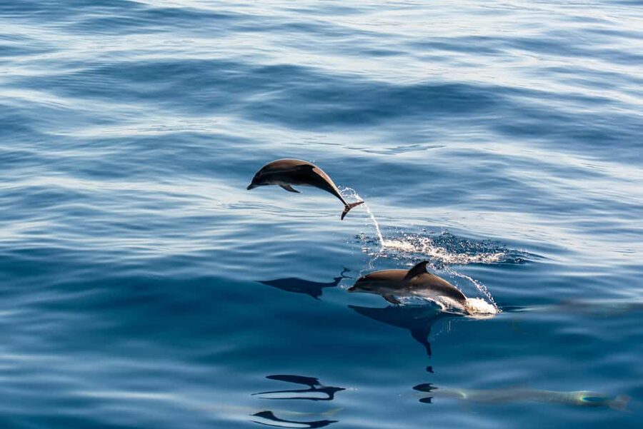 Pula: Brijuni Sunset Dolphin Cruise with Dinner & Drinks - Key points to know before booking