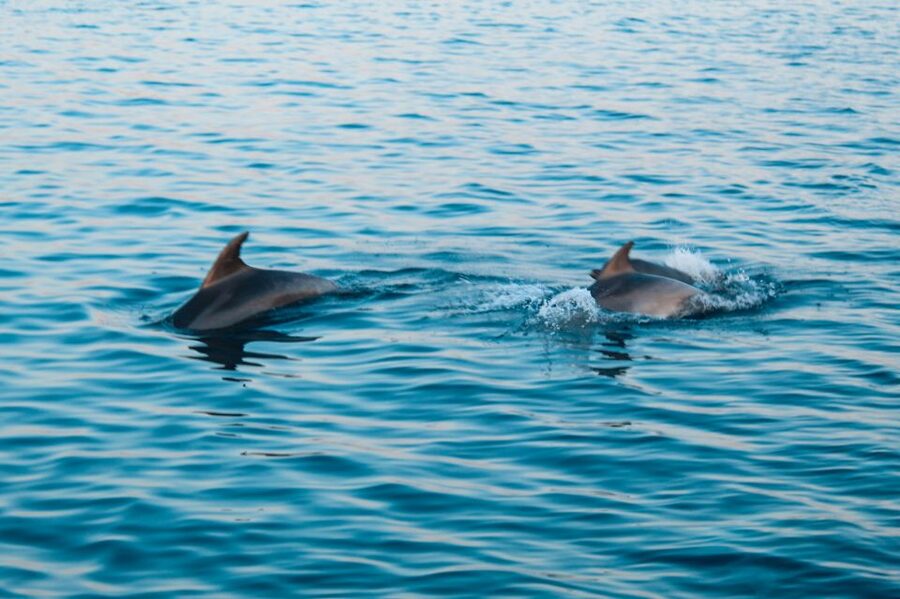 Pula: Brijuni Sunset Dolphin Cruise with Dinner & Drinks - Is $62 good value?